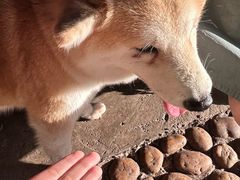 -柴犬高等学院·狗咖·柴犬售卖·宠物训练