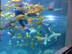 -太平洋海底世界