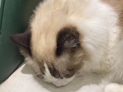 -安格丽娜·狗咖·猫咖羊驼咖(春熙路百盛商场店)