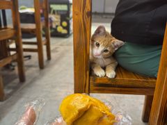 -都念榴莲·城市榴莲