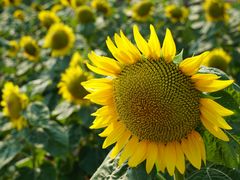 -艾溪湖湿地公园