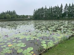 -上海长兴岛郊野公园