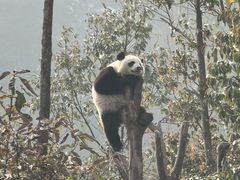 -卧龙中华大熊猫苑神树坪基地