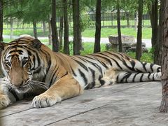-上海海洋水族馆