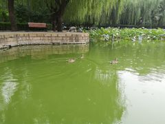 -团结湖公园
