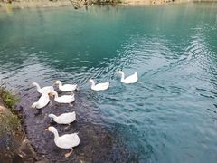 -靖西鹅泉风景区