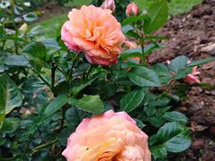 -人民公园(罗湖区)