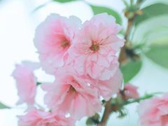 -天适樱花悠乐园