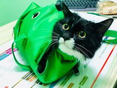 -圣宠动物医院·犬猫专科·影像中心·外科中心