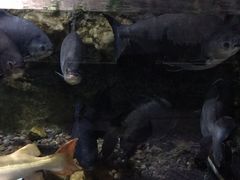 -迪拜水族馆及水下动物园