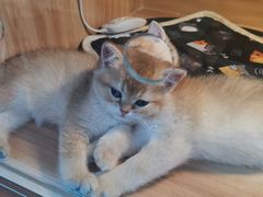 -猫十亿·布偶金渐层·曼基康矮脚猫舍(青年路店)