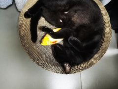 -萌兽医馆·宠物医院·猫骨科(创景店)