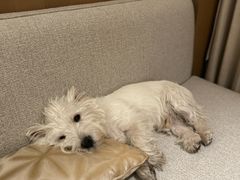 -悠尼宠物·独立低压伊珊娜洗护·美容·寄养(兰谷路店)