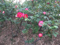 -人民公园(罗湖区)