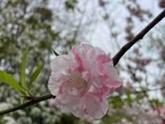 -南汇桃花村