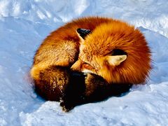 -宫城藏王狐狸村