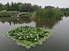 -前关湿地公园