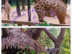 -广州长隆野生动物世界