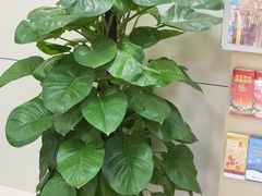 -中国银行(北京顺义支行)