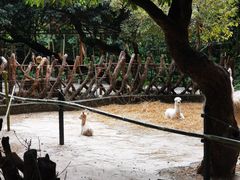 -深圳野生动物园