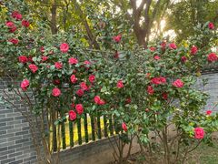 -深圳国际园林花卉博览园