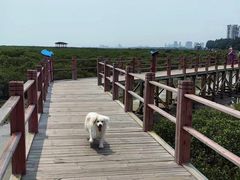 -北海金海湾红树林生态旅游区