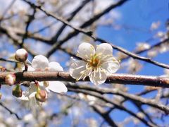 -广州市流溪河国家森林公园