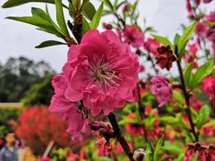 -南国桃园旅游度假区