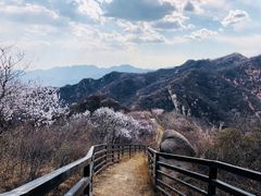 -大岭沟猕猴桃谷风景区