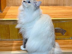 -MOCHA明星猫咖(田子坊店)