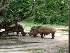 -奥兰多迪士尼动物王国乐园