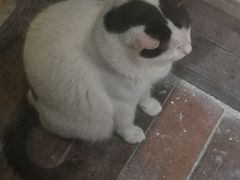 -猫咪博物馆(顶澳仔猫街店)