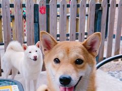 -柴犬高等学院·狗咖·柴犬售卖·宠物训练