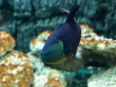 -北戴河圣蓝海洋公园