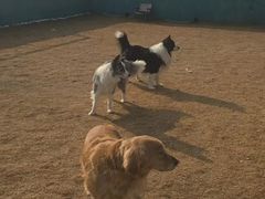 -趣玩宠物乐园寄养训犬训狗游泳池