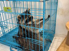-浣熊柯尔鸭土拨鼠·电玩咖