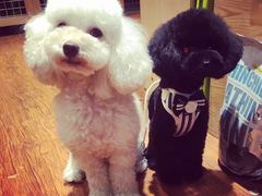-爱宠屋pet shop·宠物洗澡·宠物美容