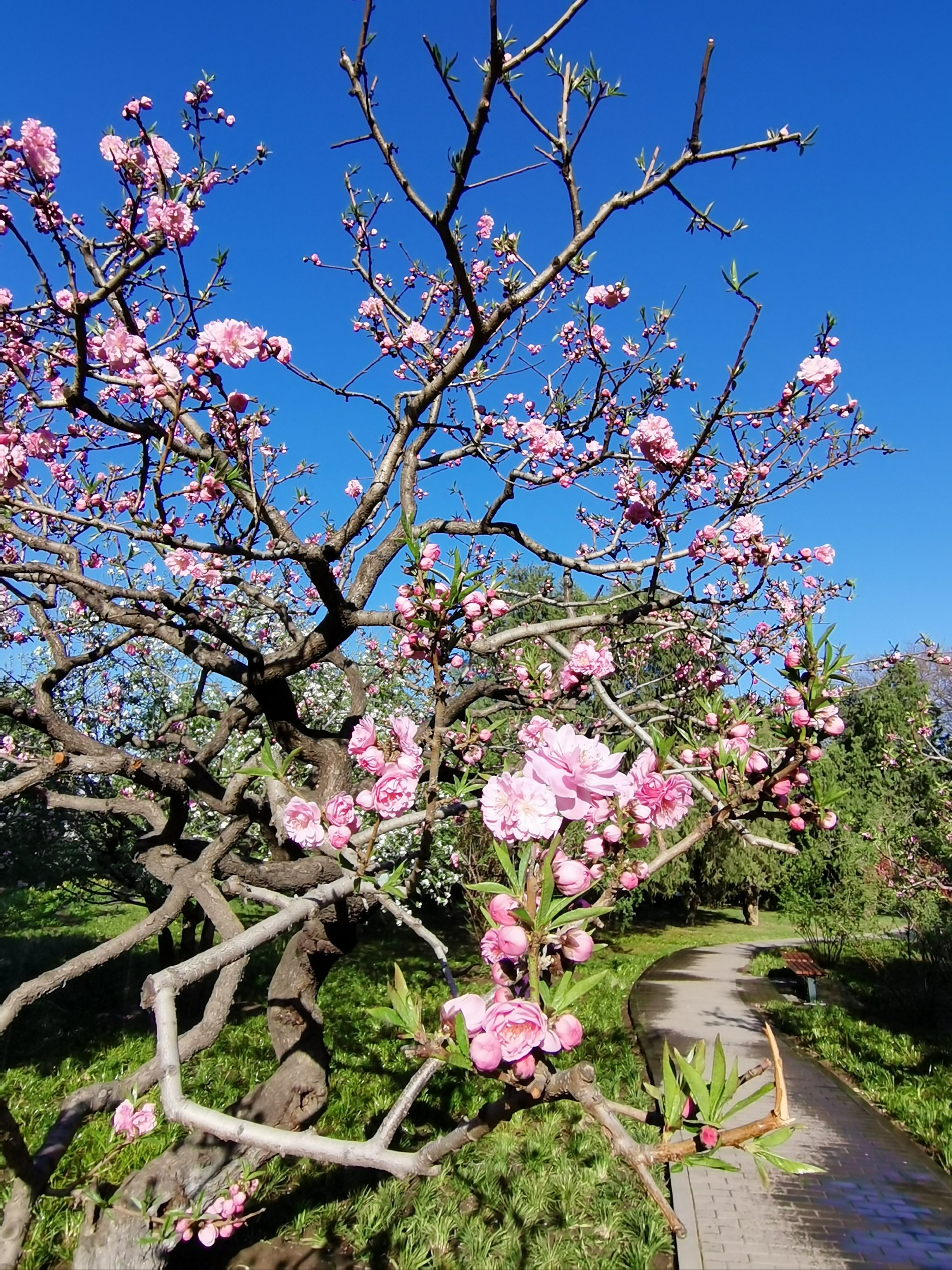 赏桃花 真实图片