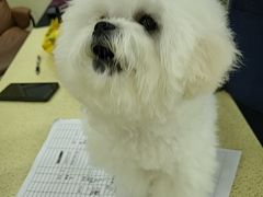 -天宠宠物医院24小时·急重症诊疗中心·全科·腔镜特色(和平分院)