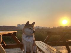 -萌宠之家·腊肠犬·马尔泰·小体犬舍