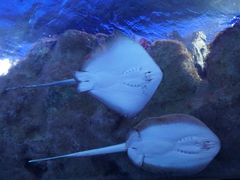 -迪拜水族馆及水下动物园