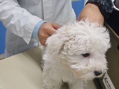 -瑞派动物医院·猫专科·至诚(江南中分院)