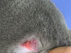 -佳怡动物医院·平价24小时·猫专科骨外科