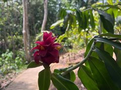 -中国科学院西双版纳热带植物园