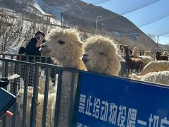 -新疆天山野生动物园