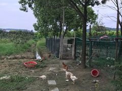 -呼吸森林·生态农庄农家乐私房菜