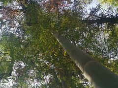 -象山森林公园