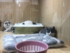 -屋虎猫馆(宝安大仟里店)