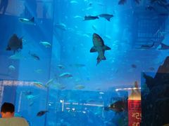 -迪拜水族馆及水下动物园