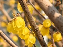 -国家植物园南园